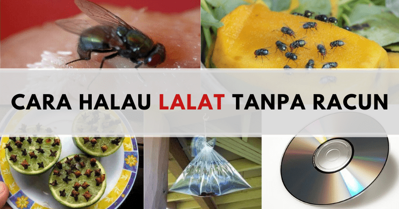 Geram Pukul Lalat Tapi Masih Banyak Lagi Ini Tips Halau Lalat Tanpa Racun