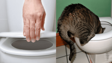 Photo of Kenapa Mesti Tutup Mangkuk Tandas Dulu Sebelum ‘Flush’? Ini Kesan Buruknya Jika Tak Buat