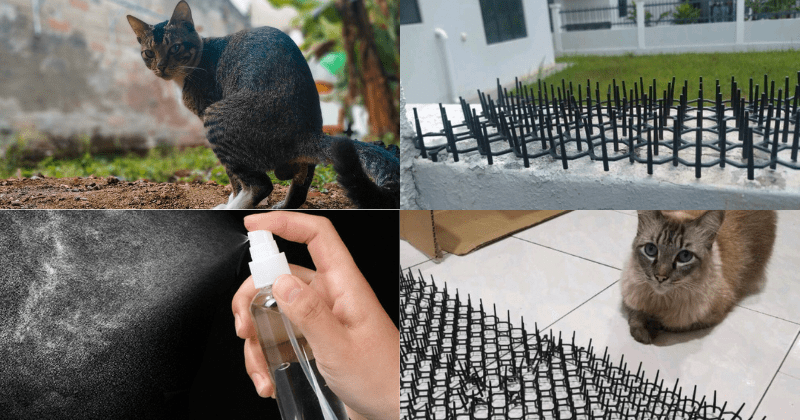 Tips Elak Kucing Berak - Scarlet-has-Knapp