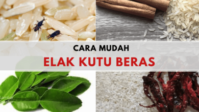 Photo of Beras Ada Kutu Atau Bubuk? Jangan Buang, Ini Cara Bersih & Elak Kutu Beras Datang!