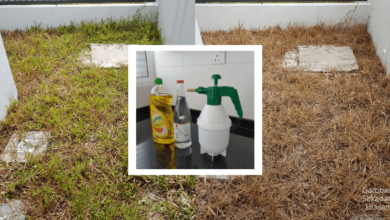 Photo of Cara Hapuskan Rumput Liar Di Halaman Rumah Guna Cuka Dan Sabun Pencuci Je!